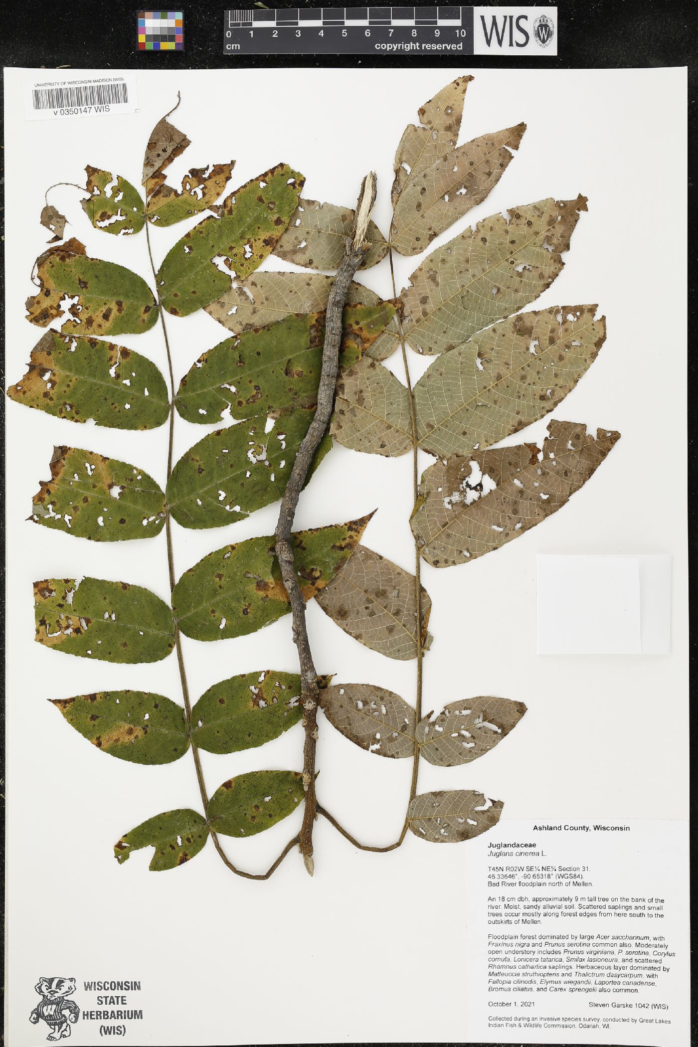 Juglans cinerea image