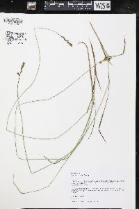 Carex siccata image