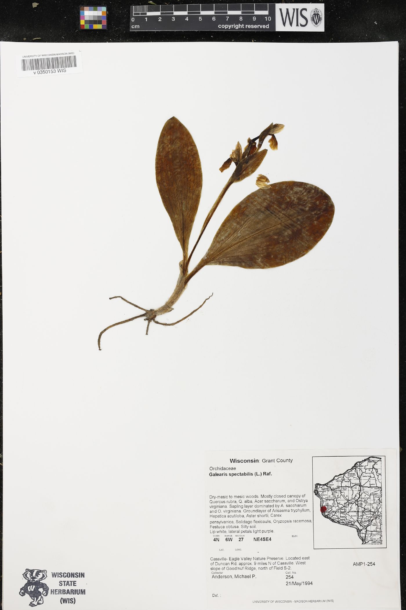 Galearis spectabilis image