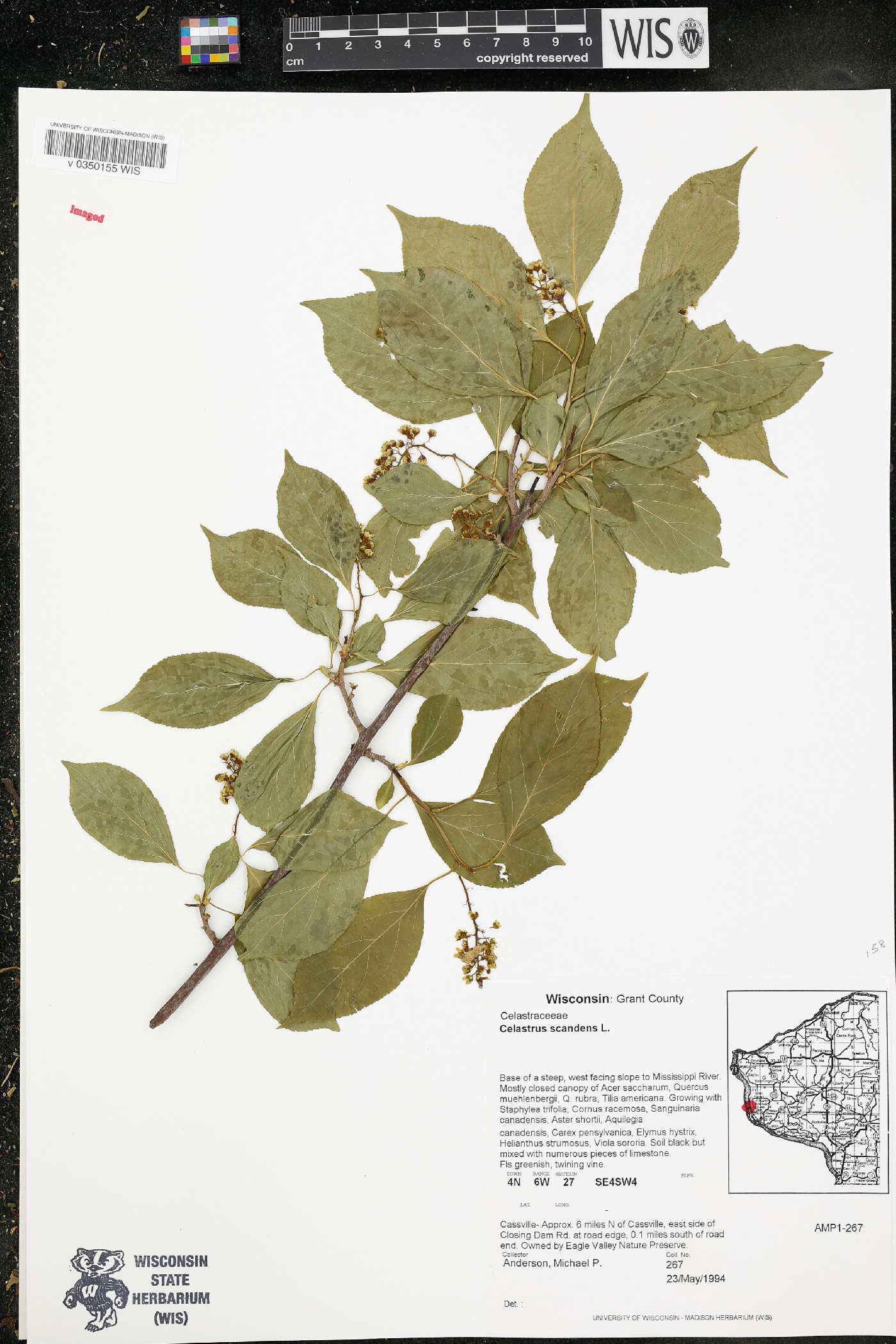 Celastrus scandens image