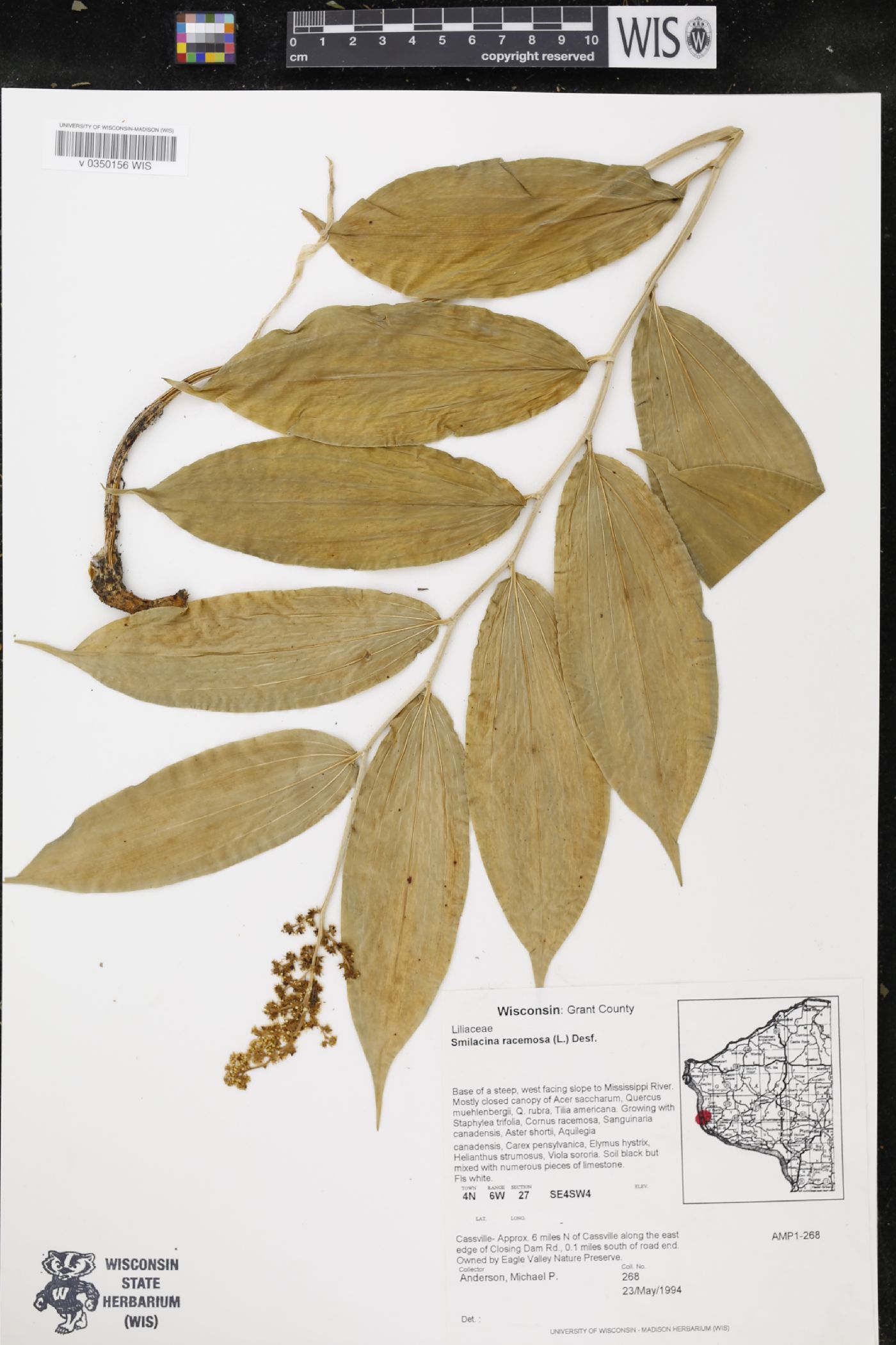 Maianthemum racemosum image