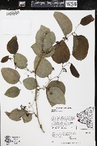 Smilax tamnoides image