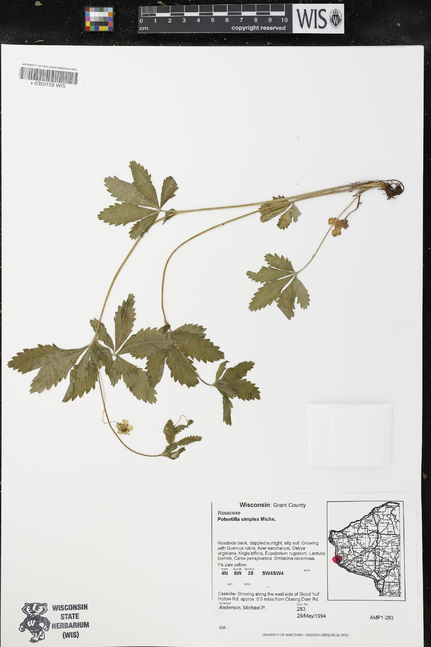 Potentilla simplex image