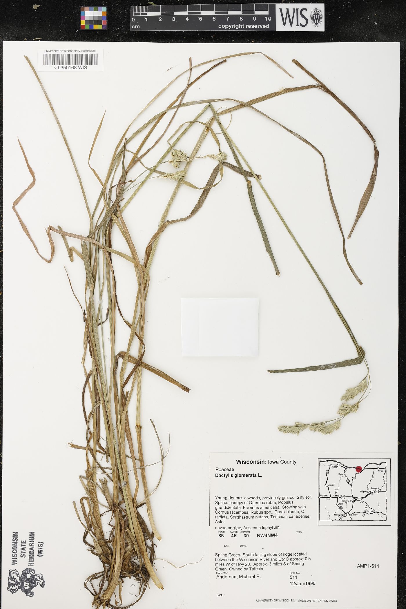Dactylis glomerata image