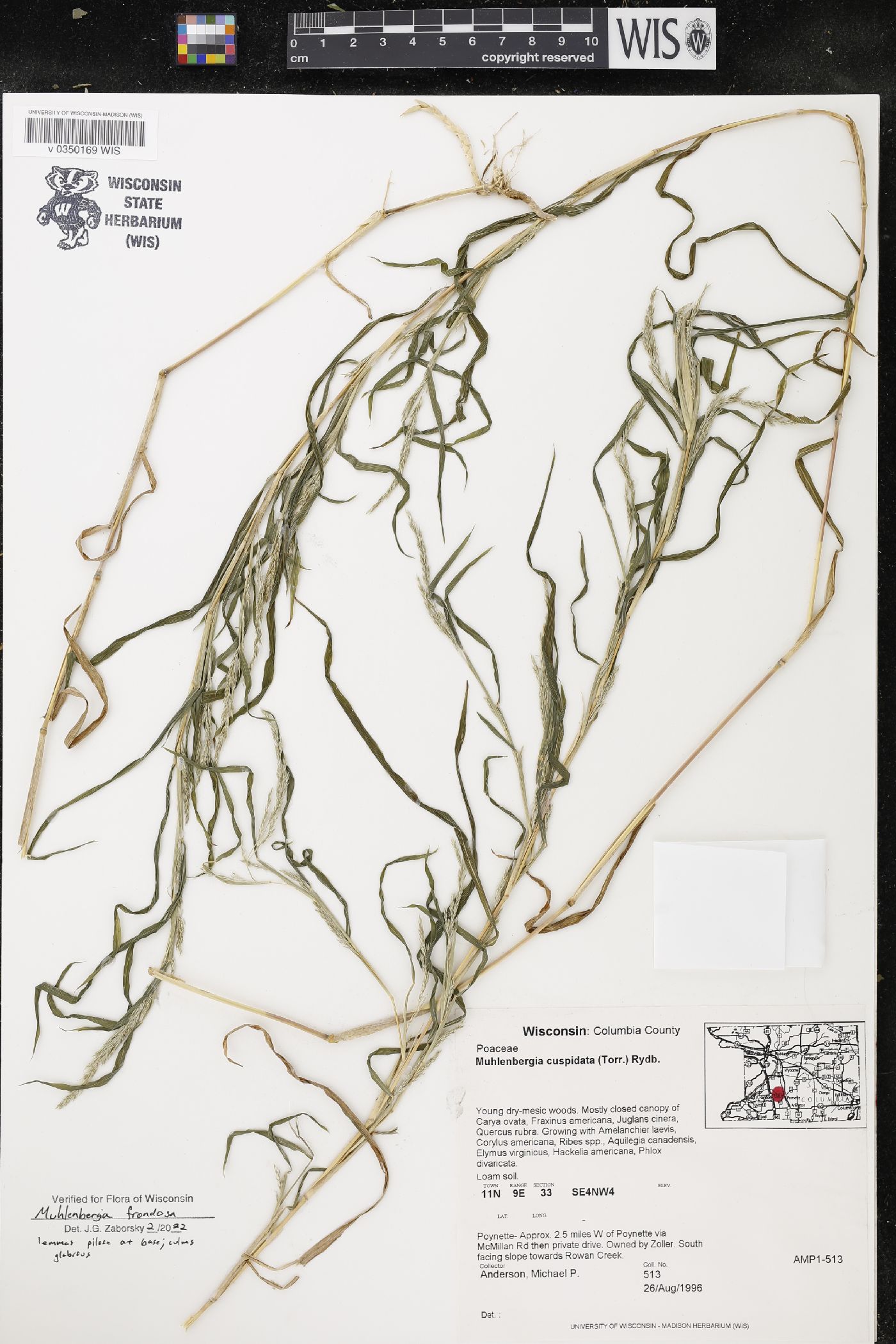 Muhlenbergia frondosa image