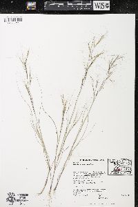 Aristida purpurascens image