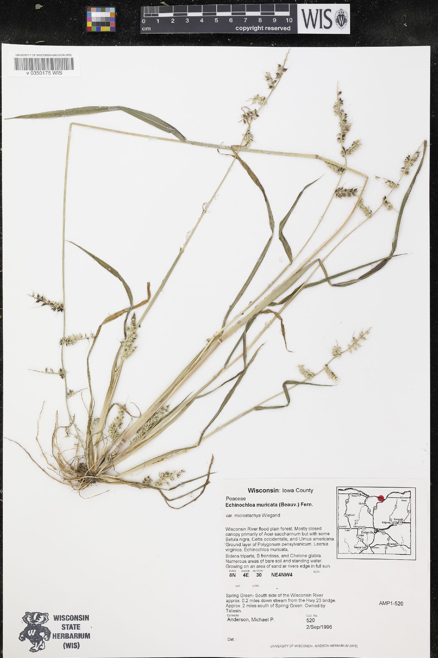 Echinochloa muricata image