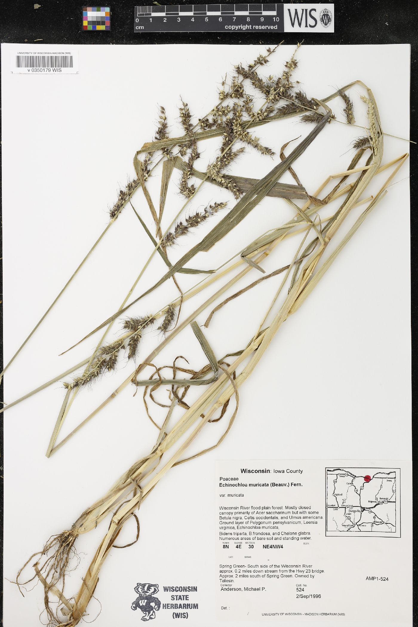 Echinochloa muricata image
