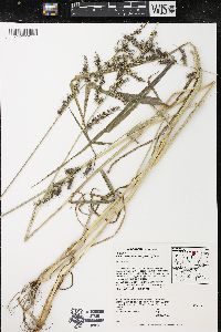 Echinochloa muricata var. muricata image
