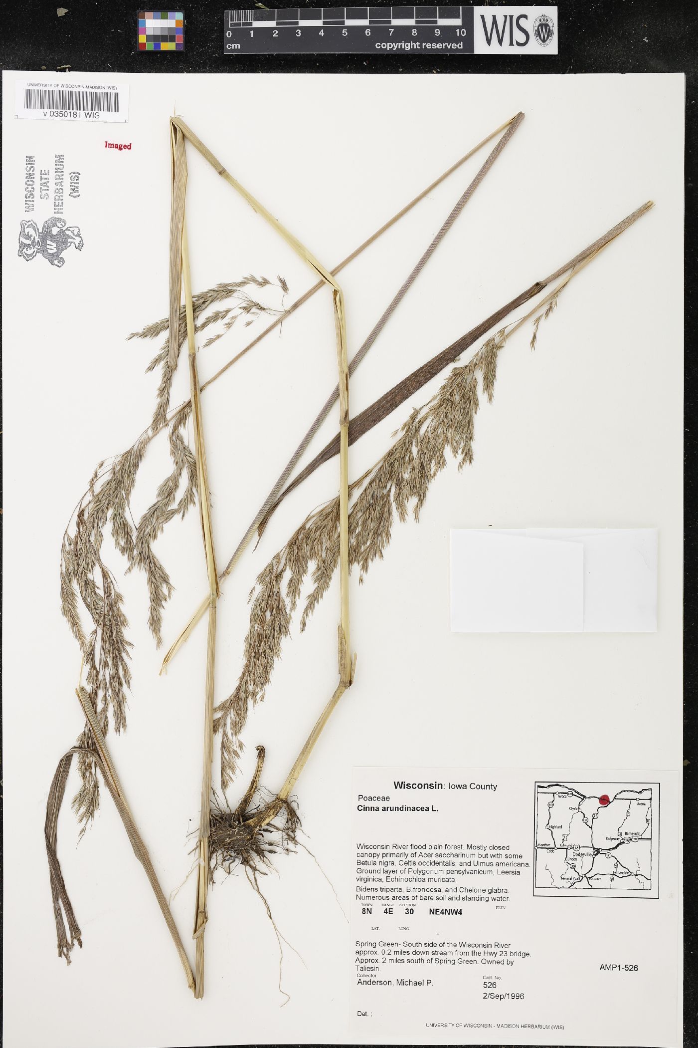 Cinna arundinacea image