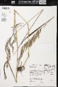 Cinna arundinacea image