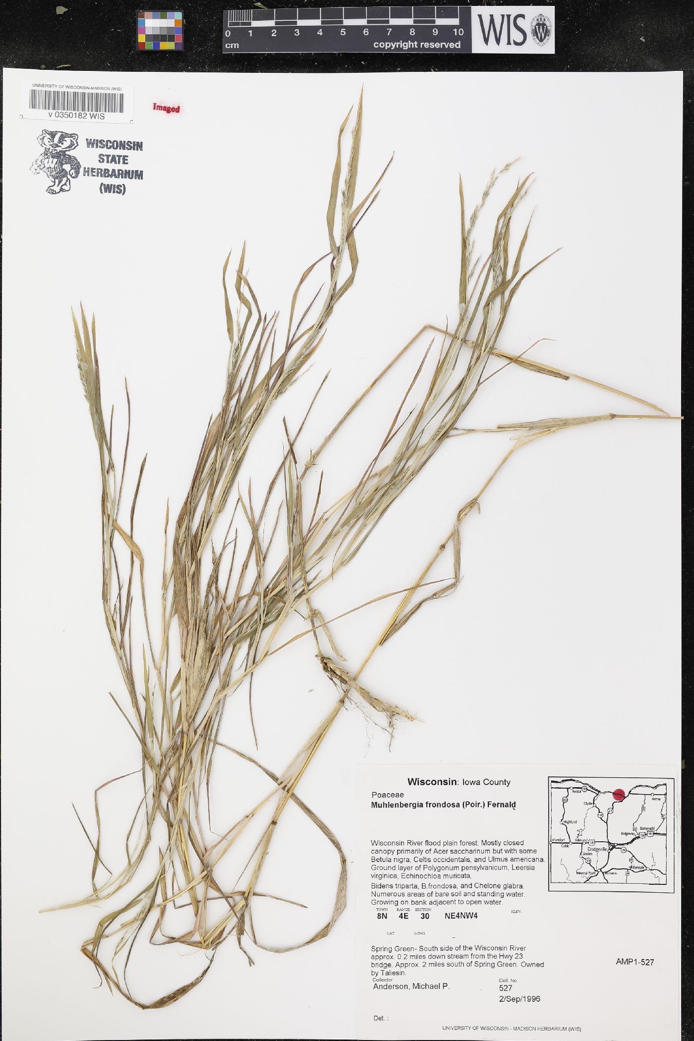 Muhlenbergia frondosa image