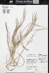 Muhlenbergia frondosa image