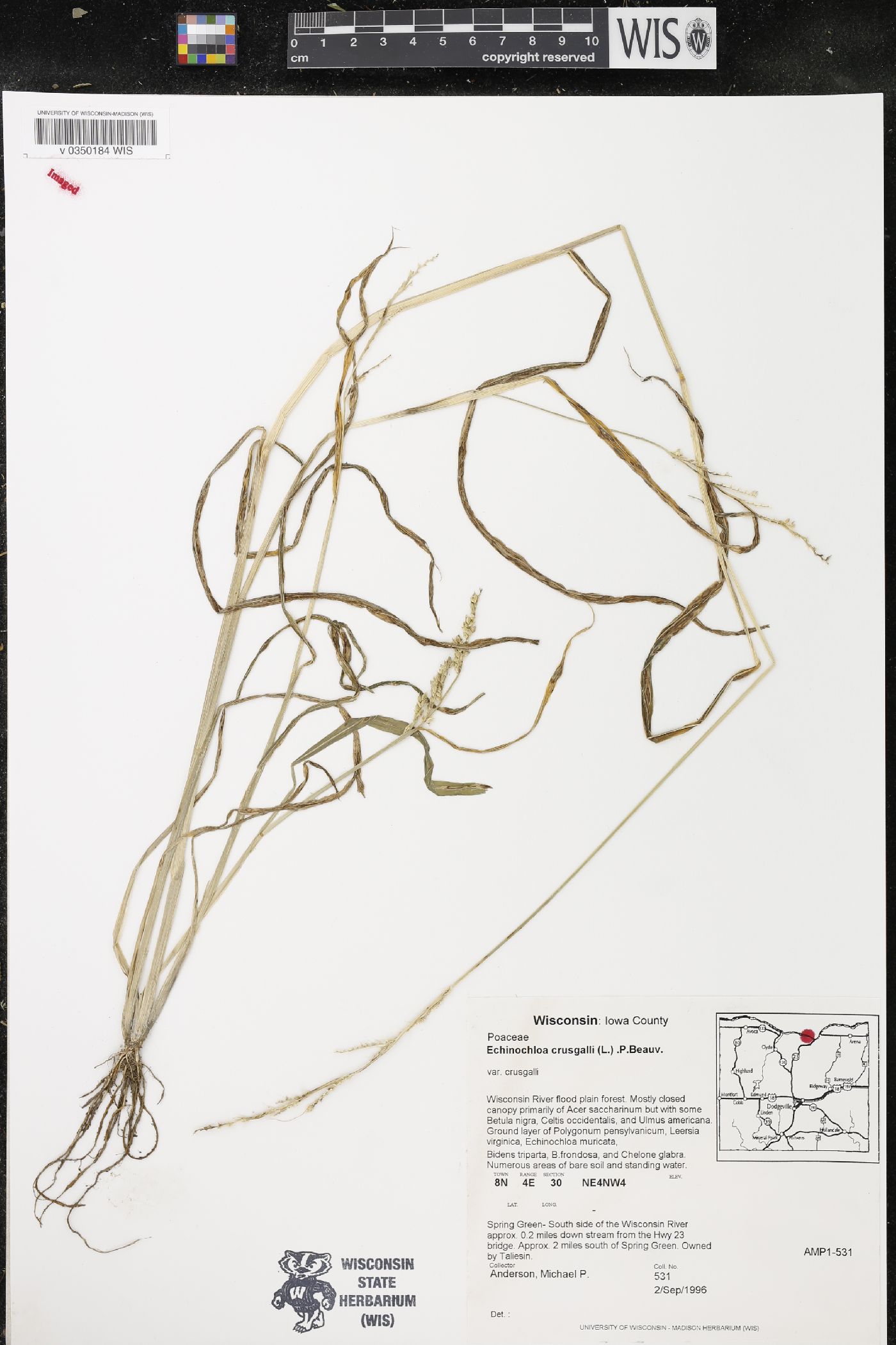 Echinochloa crus-galli image