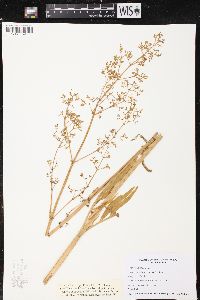Valeriana edulis image