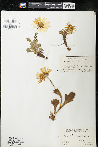 Chrysanthemum arcticum image