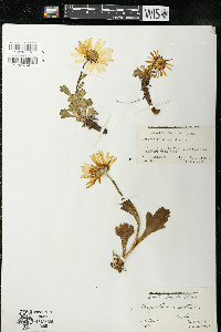 Chrysanthemum arcticum image