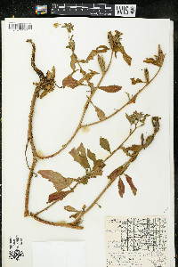 Oenothera parviflora image