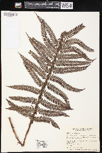 Polystichum setiferum image