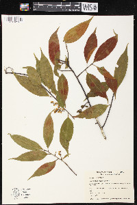 Symplocos racemosa image