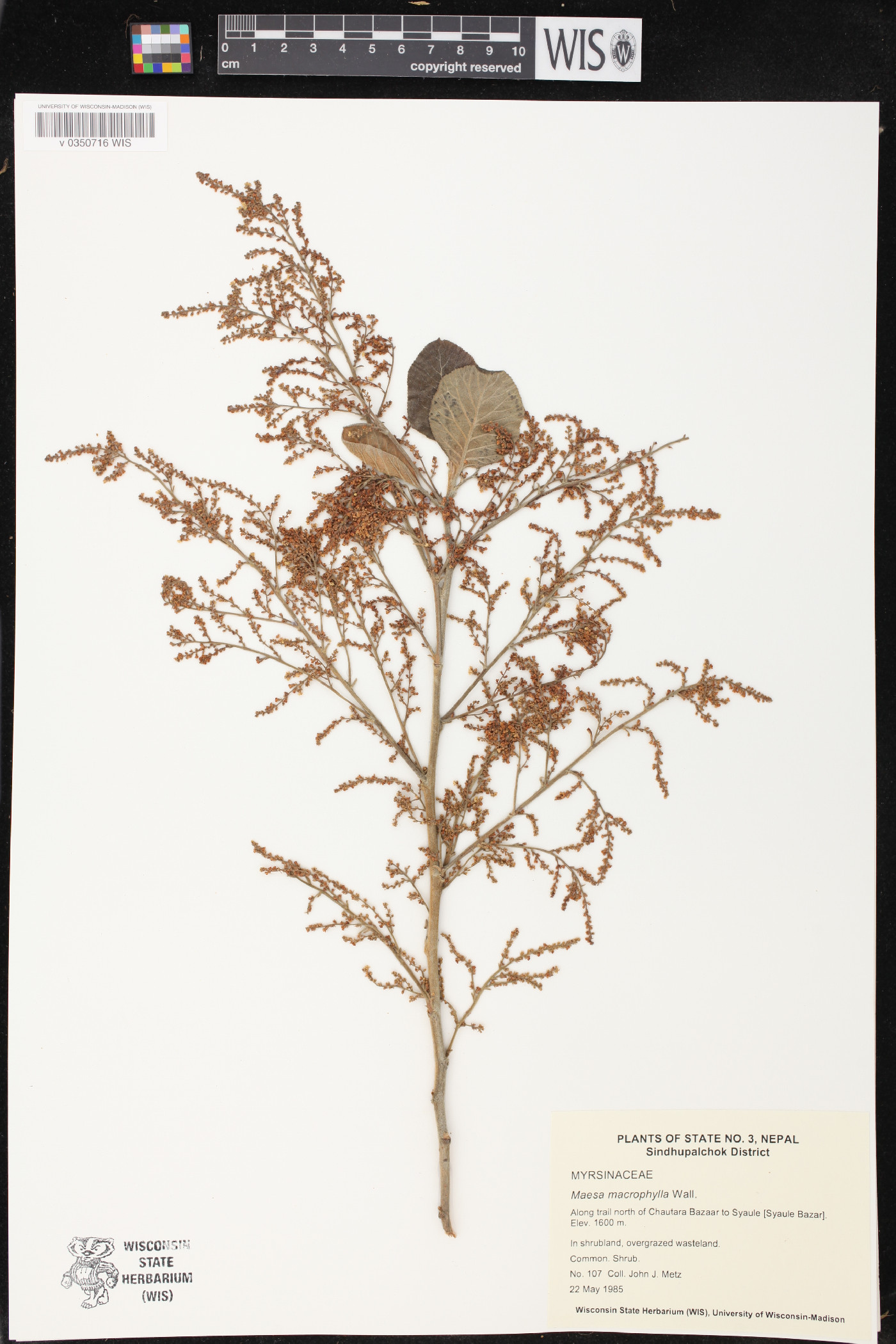 Maesa macrophylla image