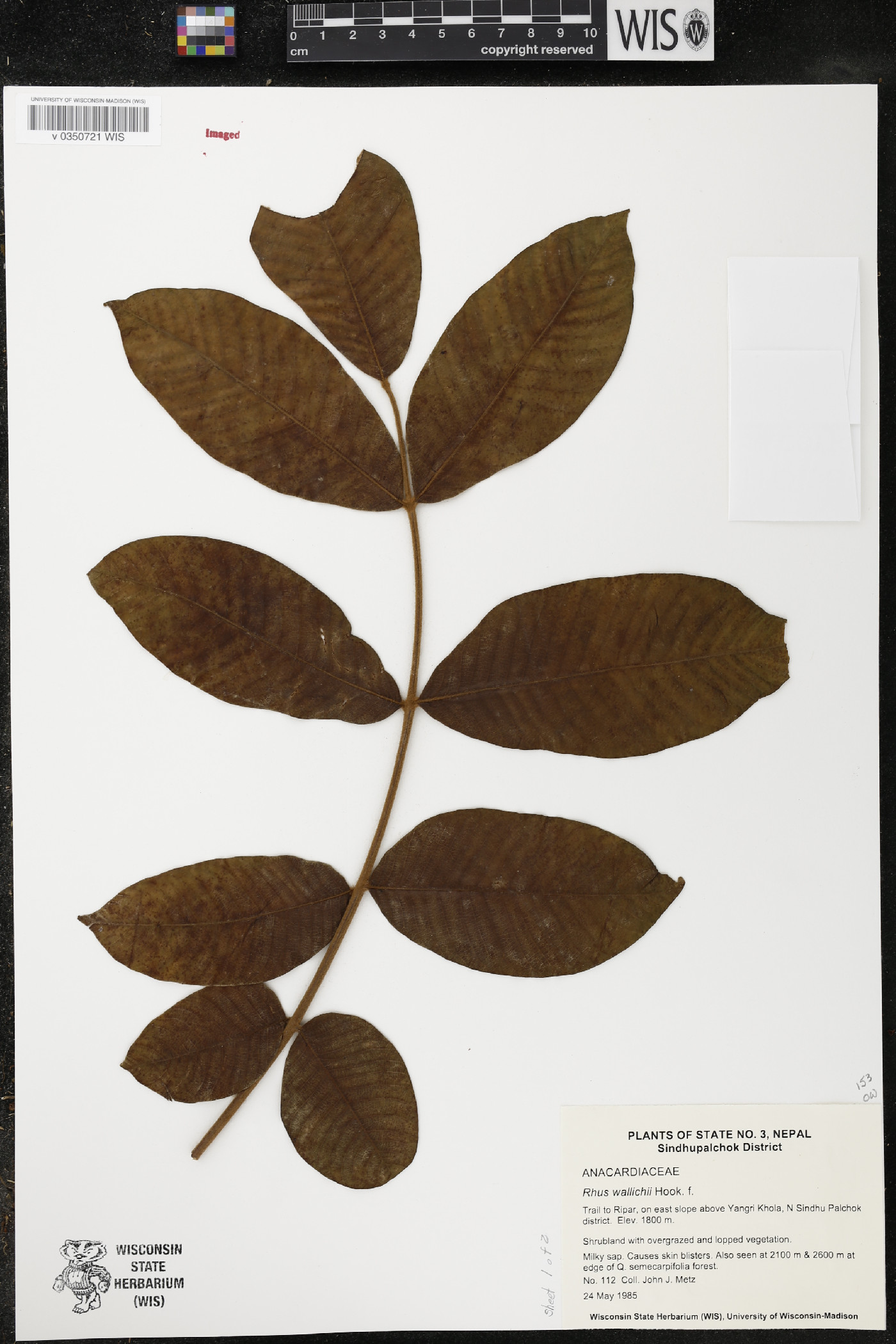 Toxicodendron wallichii image