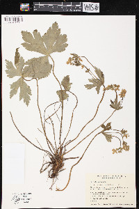 Anemone rivularis image