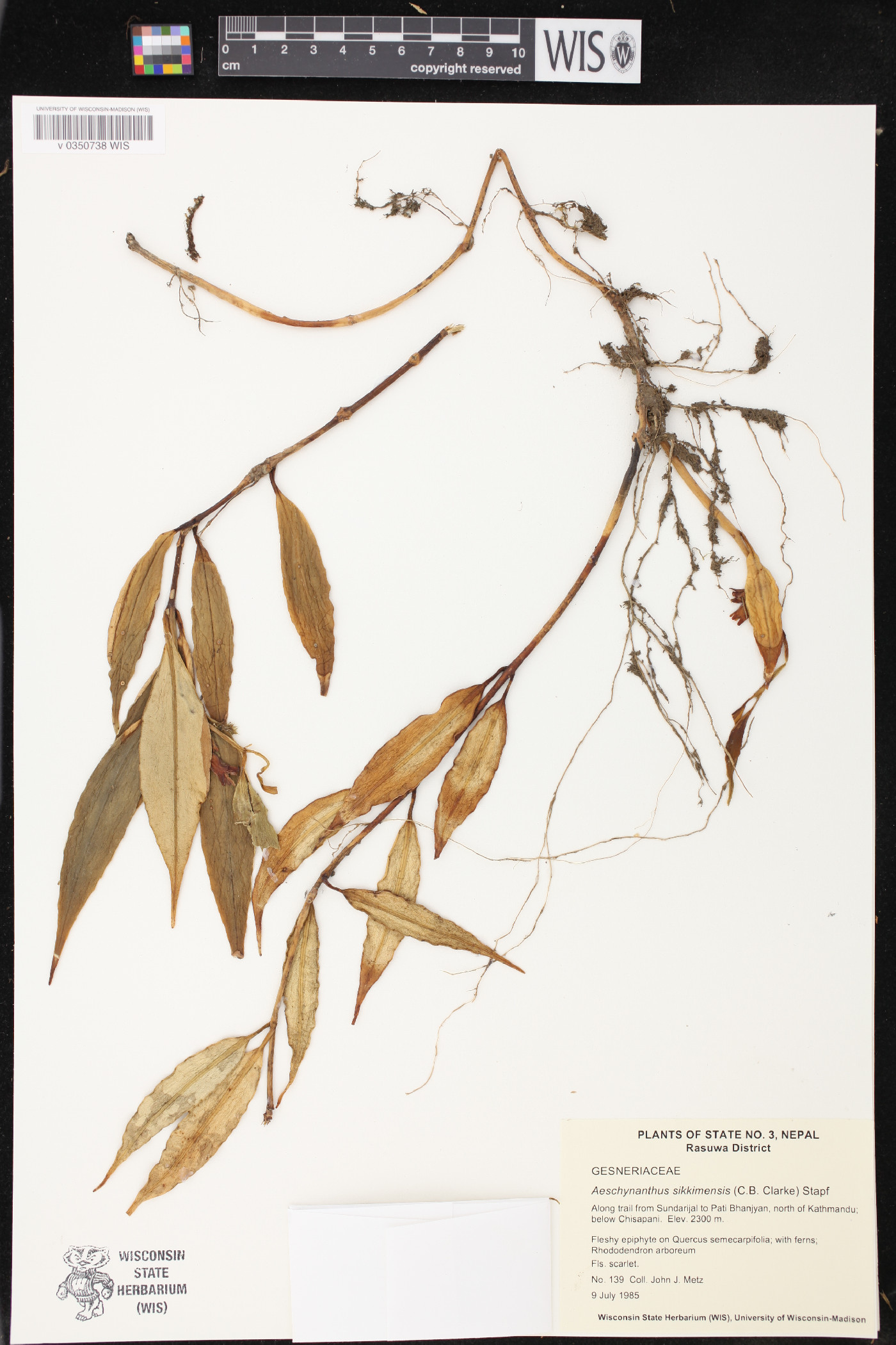 Aeschynanthus parviflorus image