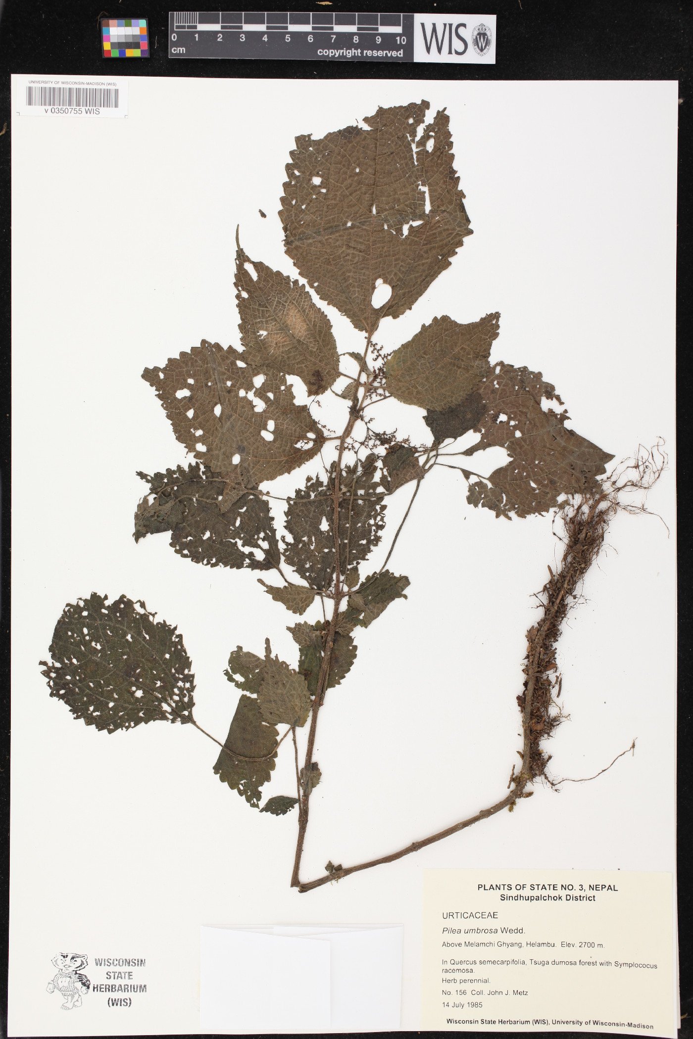 Pilea umbrosa image