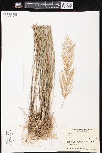 Arundinella nepalensis image