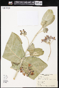 Calotropis gigantea image