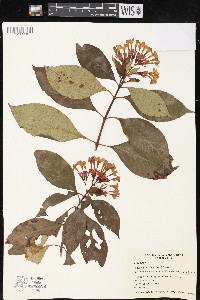 Luculia gratissima image