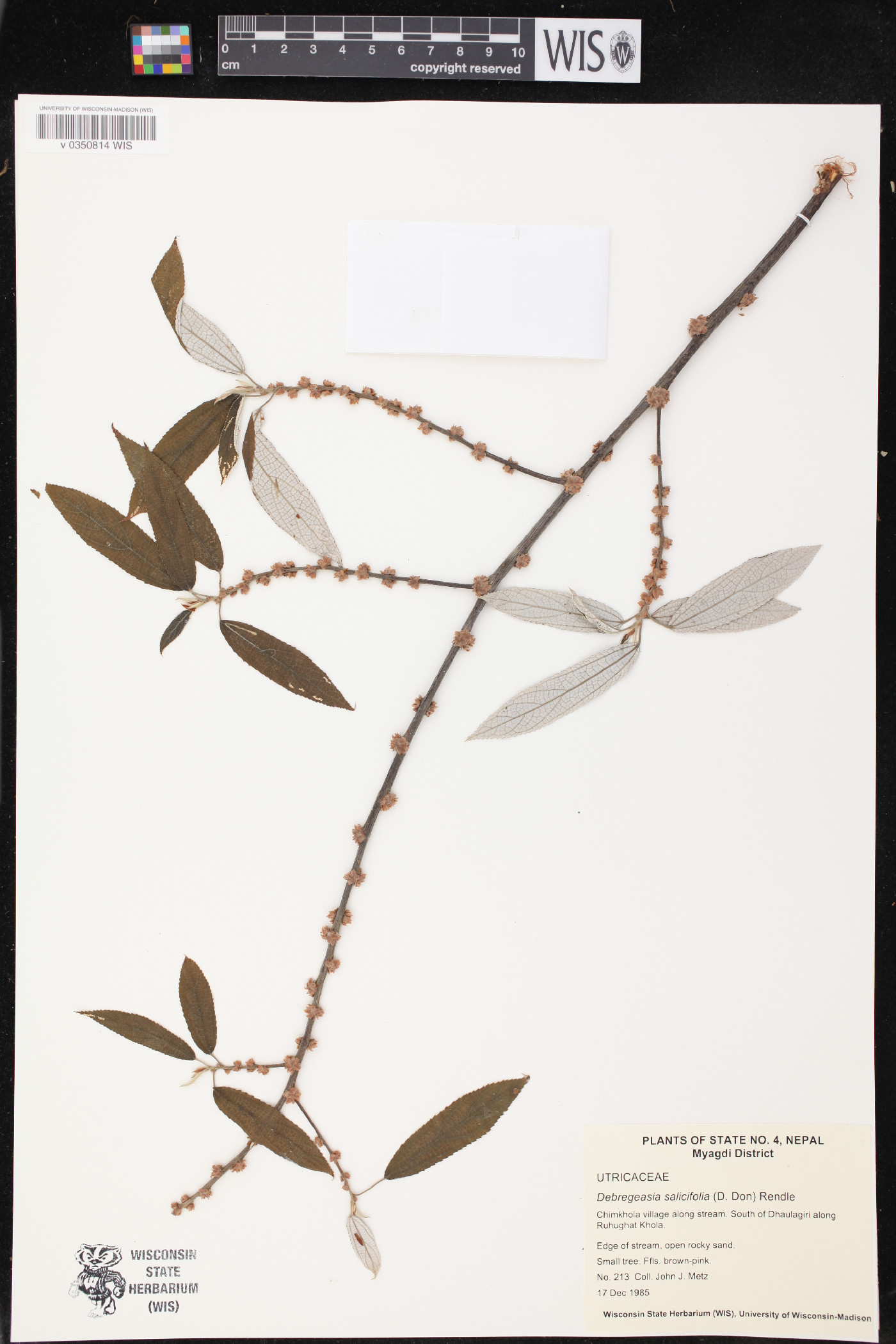 Debregeasia salicifolia image