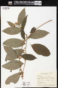 Synotis triligulata image