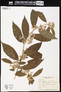 Synotis triligulata image