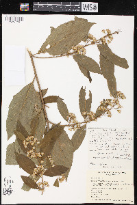Synotis triligulata image