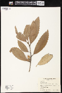 Quercus lanata image