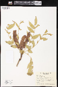 Mahonia napaulensis image