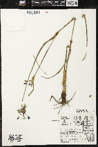 Tradescantia ohiensis image