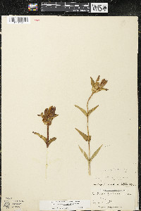 Gentiana rubricaulis image