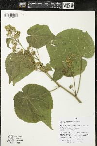 Abutilon theophrasti image