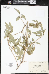 Image of Forsythia togashii