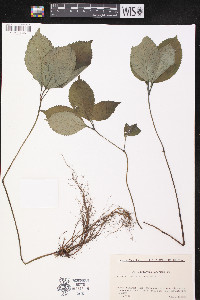 Chloranthus japonicus image