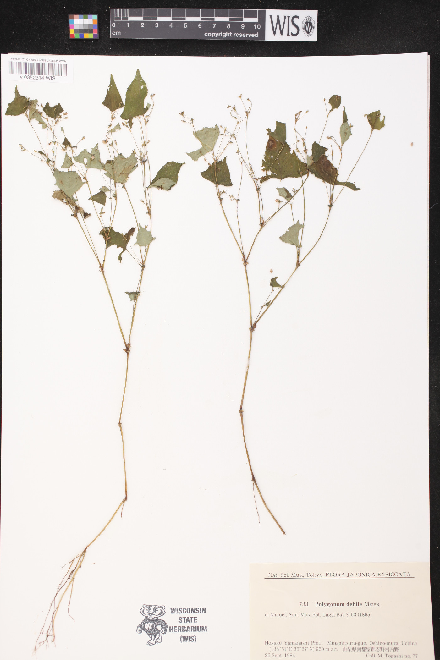 Persicaria debilis image