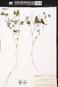 Persicaria debilis image