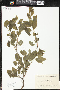 Celastrus flagellaris image