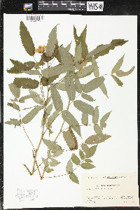 Rubus illecebrosus image