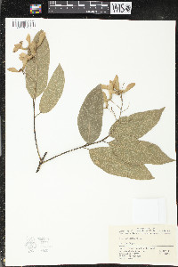 Acer laevigatum image