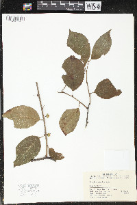 Celastrus gemmatus image