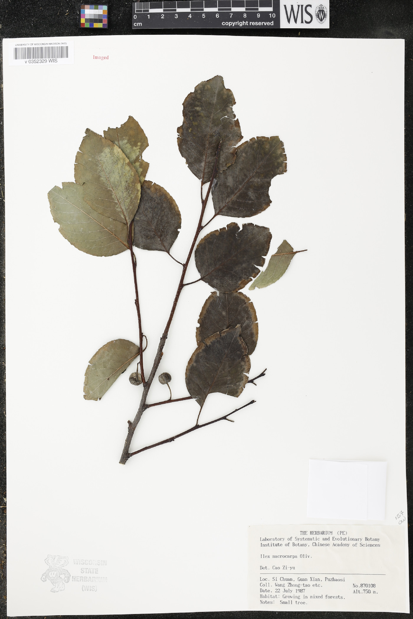 Ilex macrocarpa image